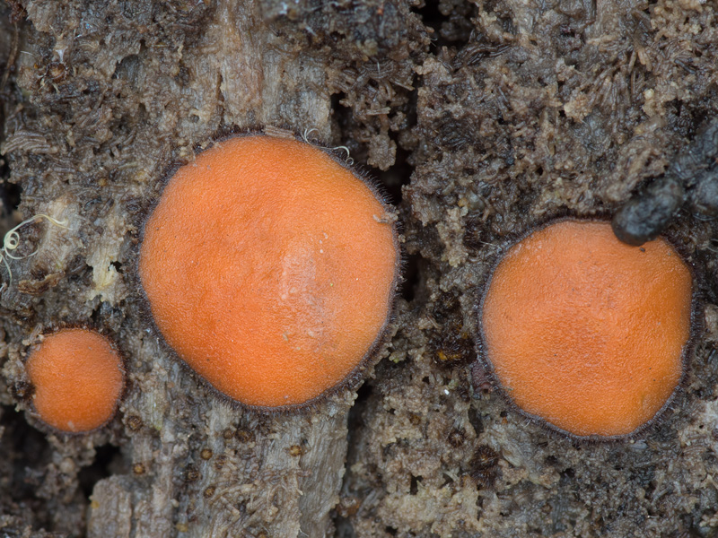 Scutellinia nigrohirtula